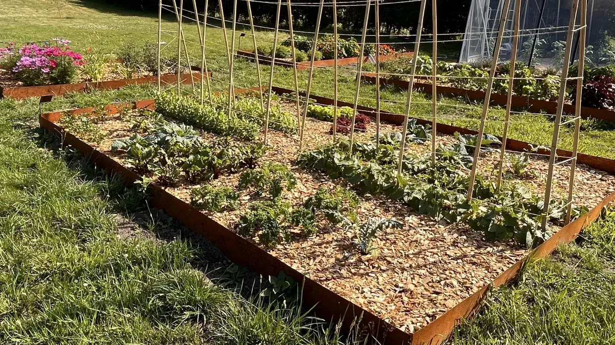 Bac de culture en acier corten planté de légumes et d'aromates, avec tuteurs en bambou, fleurs et serre à l'arrière-plan