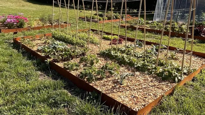 Bac de culture en acier corten planté de légumes et d'aromates, avec tuteurs en bambou