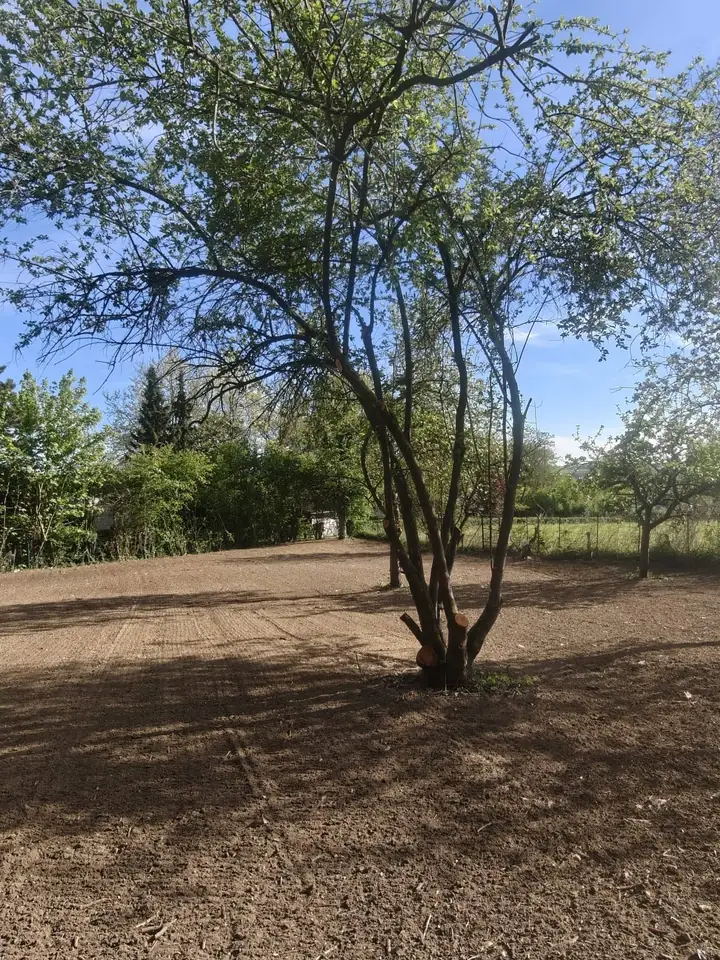 Terrain remis à niveau autour d'un arbre conservé, sol fraîchement préparé